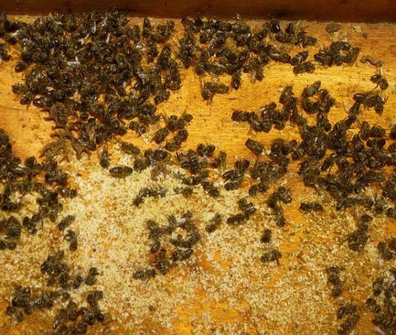 Пчелиный подмор - применение