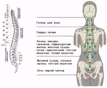 Укрепите свой позвоночник